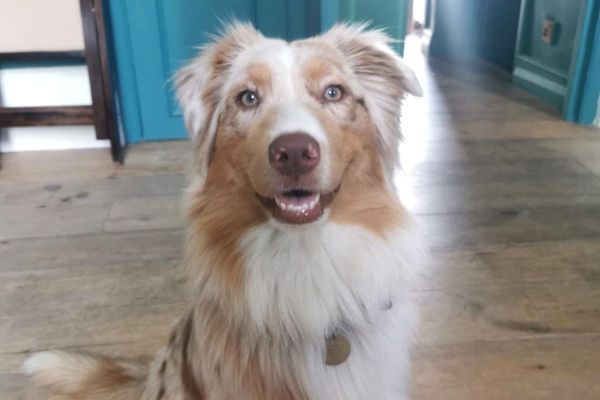 Sierra, the Australian Shepherd with a light brown and white coat