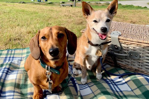 Doggy members Hugo & Louis, the Crossbreeds, sitting on a blanket next to a picnic basket