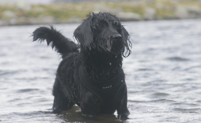 A black labradoodle soaking wet standing in a lake