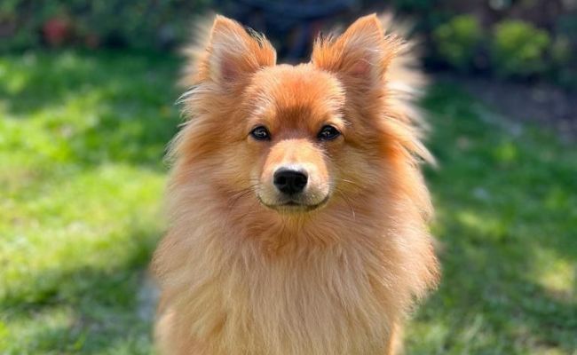 Doggy member Jax, the Klein German Spitz sitting in the shade in the garden on a warm summer's day