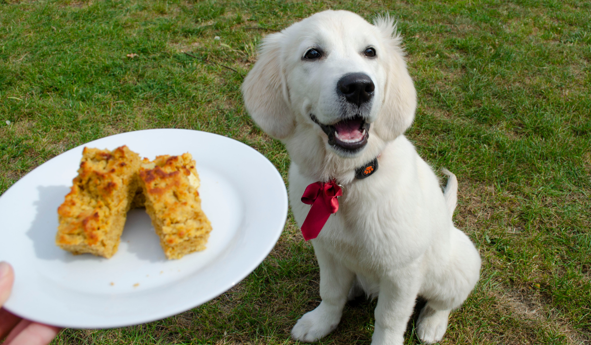 An adorable, cream pup sits smiling hoping for a slice of the Sweet Potato and Apple Bread on a plate 