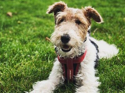 Wire Fox terrier wearing a harness lying in the grass