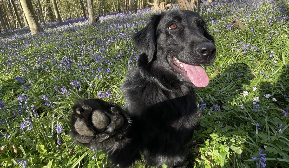 Amongst a field of bluebells, a happy, flat-coated, black dog sits with one paw raised to 'high five' for a treat!
