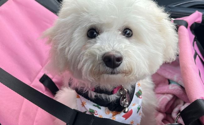 Doggy member Polo, the Bichon Frise strapped in a pink car carrier safely ready for travel