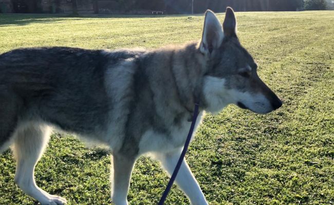 Doggy member Luna, the Saarloos Wolfdog enjoying a walk to her dog sitters!