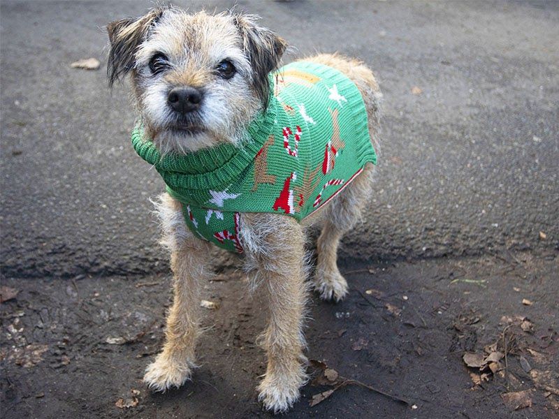 A border terrier in a green Christmas jumper
