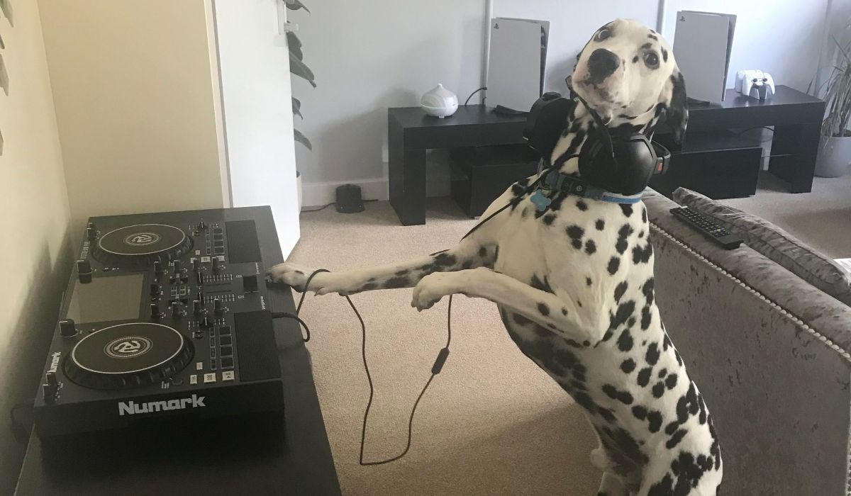 A Dalmatian standing on his back legs with a paw on some mixing decks in front of him and a pair of headphones around his neck