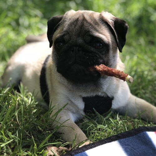 Flash is chewing on a cigar shaped treat while lying on grass