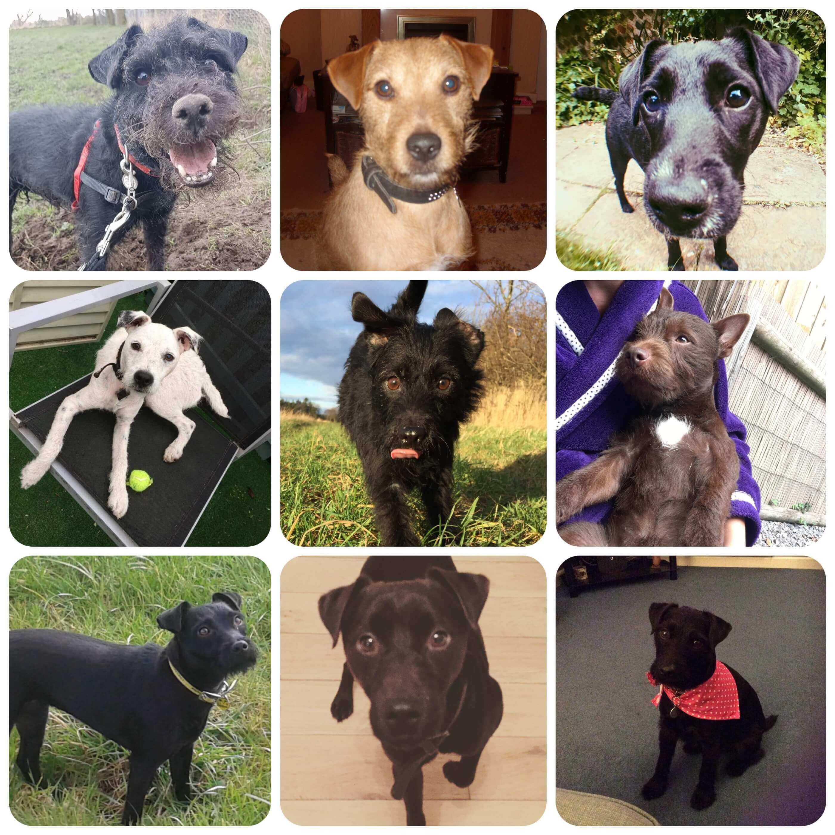 A collage of images of Patterdale Terriers. They all have slightly scruffy looking fur, floppy ears and well proportioned faces. They range in colour from black to white and tan