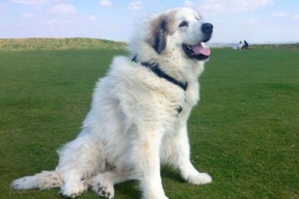 Theo, the great Pyrenees