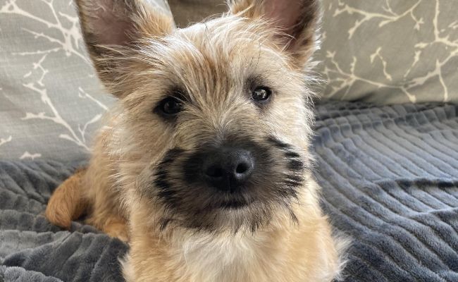 Chester, the Cairn Terrier