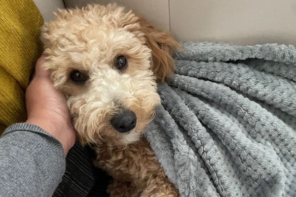 Happy the Toy Poodle snuggling under a cosy fleece blanket
