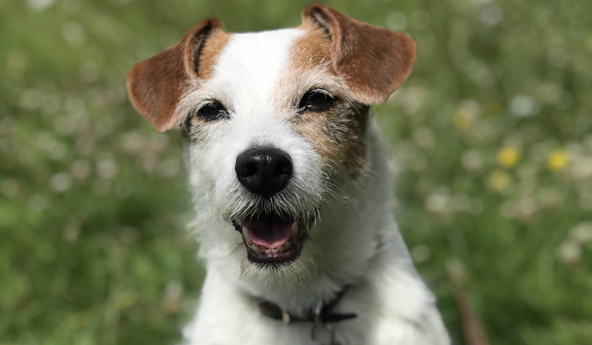 A happy Jack Russell Terrier is enjoying some fresh air.