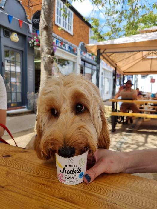 Buddy, the Cockapoo, enjoying a dog friendly ice cream