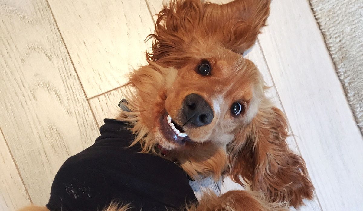 brown dog showing his teethies