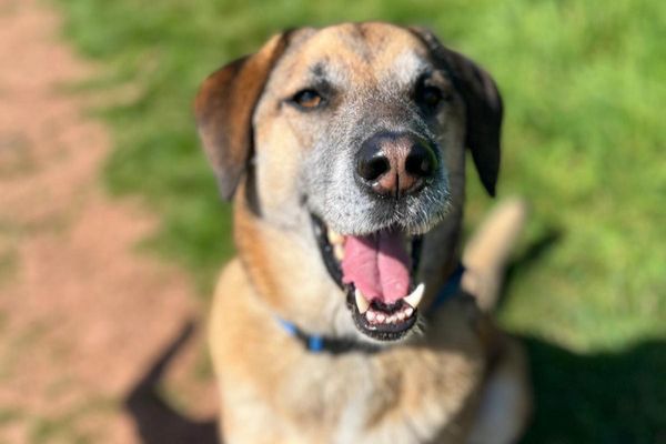Gus the Cross Breed smiling big smiles in the sunshine