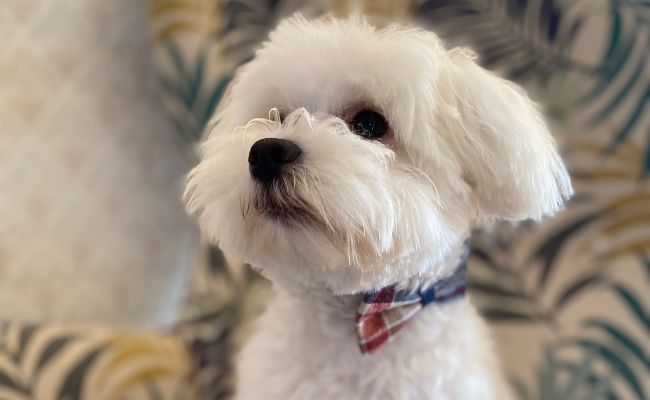 Doggy member Buddy, the Maltese sitting proudly wearing his checked bow tie