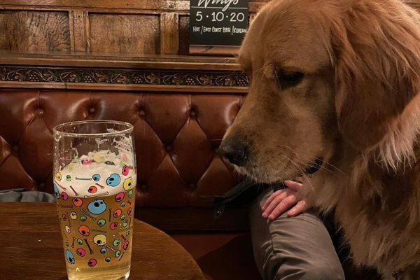 Kevin the Golden Retriever staring intently at the pint of lager on the table in front of him wondering if anyone will notice if he takes a lick