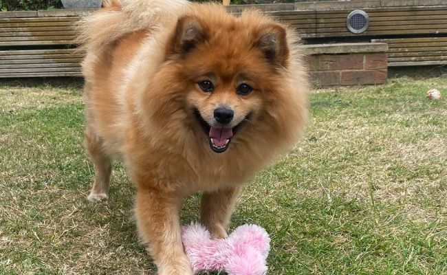 Doggy member Bella, the Pomeranian playing with a plush pink bone in the garden