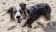 Dog Friendly Places To Eat In Colchester BorrowMyDoggy