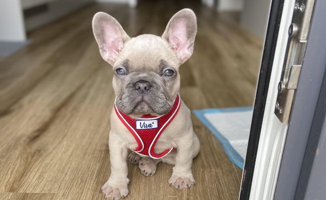 Doggy member Rocky, the French Bulldog puppy, sat by the back door wearing his bright red harness