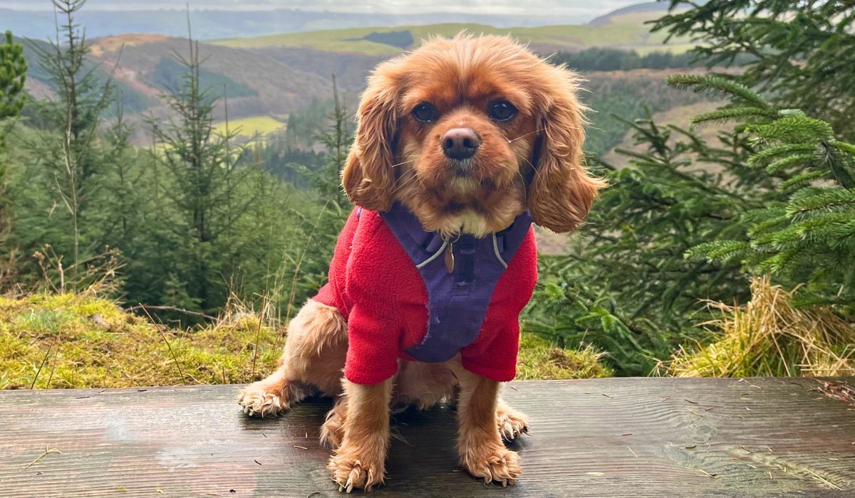 Doggy member Kalli, the Cavalier King Charles Spaniel enjoying the scenic views of the surrounding countryside