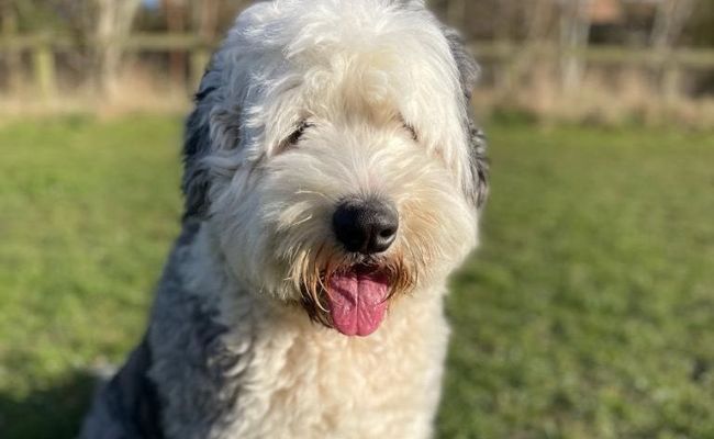 Doggy member Manny, the Old English Sheepdog sitting happily in the field on an afternoon walk