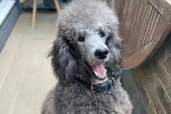 Casper the Standard Poodle sitting proudly with gorgeous grey curly hair