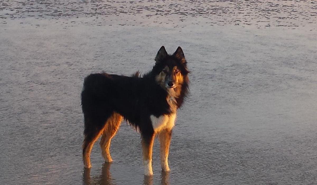 Shaka stands in shallow water on a beach with his fur blowing in the breeze