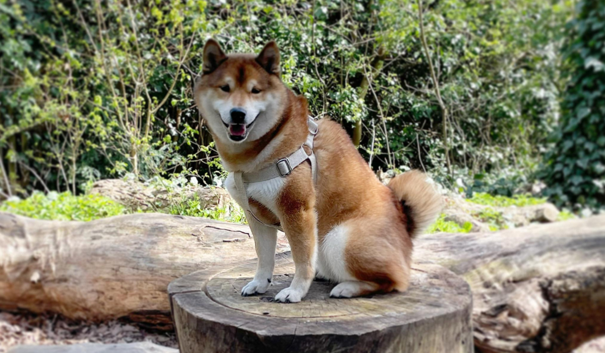 A medium sized, fluffy golden dog with a white underbelly, legs and lower face, fox-like facial features and a bushy tail, sits happily on a large tree stump.