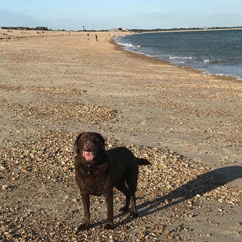 Doggy member Louie
