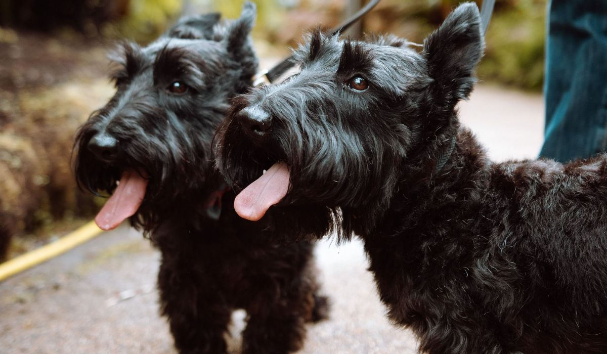 The Joy of Owning Scottish Terriers: A Comprehensive Guide to Choosing Your Perfect Companion