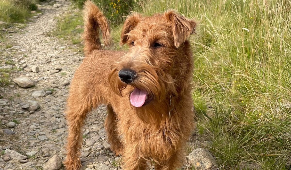 A golden red, wiry haired dog, with little ears that flop down into a v shape, sits happily in a field of long grass and daisies.