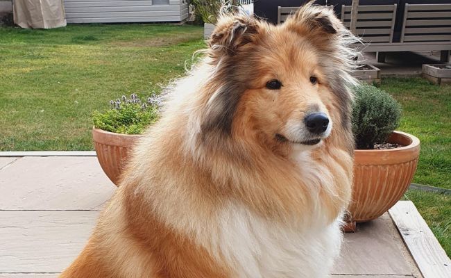 Holly, the Rough Collie