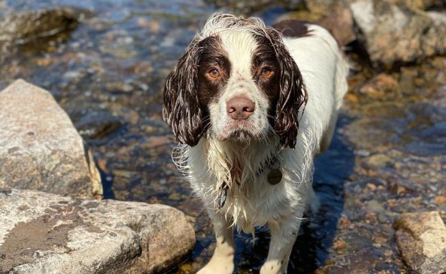 Doggy member Bertie, the English Springer Spaniel enjoying a splash in the local stream on a sunny day