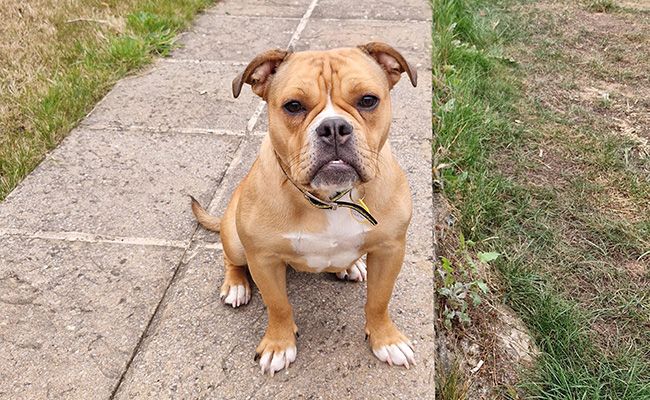 A stout, tan and white dog with a wrinkled face sits on a path in a garden