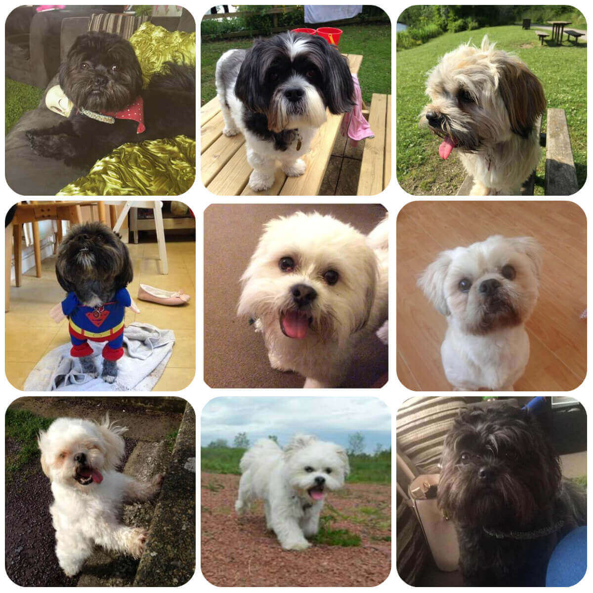 A collage of pictures of Lhasa Apsos. They are all small, fluffy dogs, but their colouring ranges from black to white. Some are solid colours and some have colour patches.
