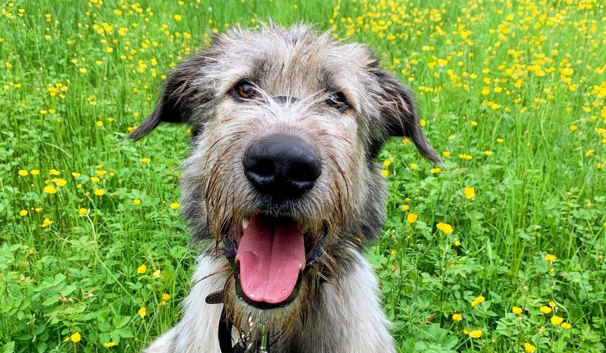 A large, tall dog with a wiry, grey coat, long muzzle and small eyes sits in a field of grass and buttercups looking at the camera and panting