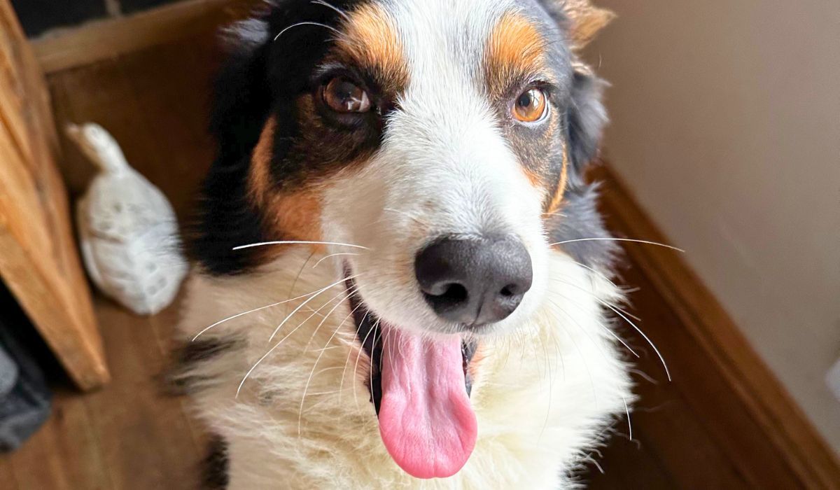 A very happy doggy member Bernie, the Border Collie, excited to head to his dog sitters for an overnight stay