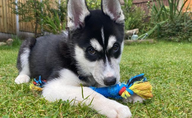 Togo, the Siberian Husky with his chew toy in the garden