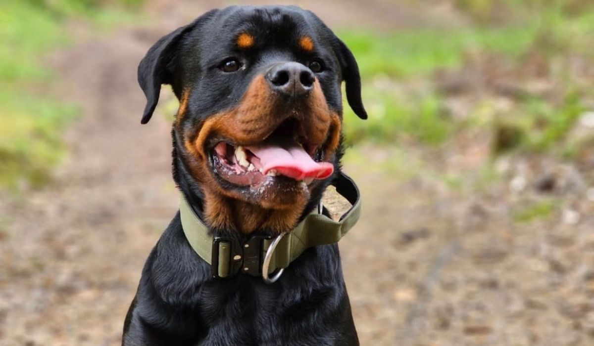 A large, hardy, black and tan dog with small 'v' flopped ears, small dark eyes and a short muzzle, sits panting happily on a woodland walk