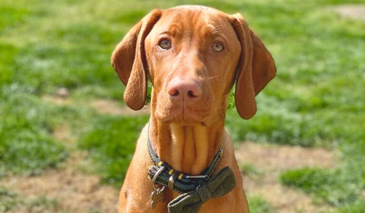A dark golden, short-haired dog with large, triangular floppy ears, pink nose and hazel-green eyes sits obediently on the grass.