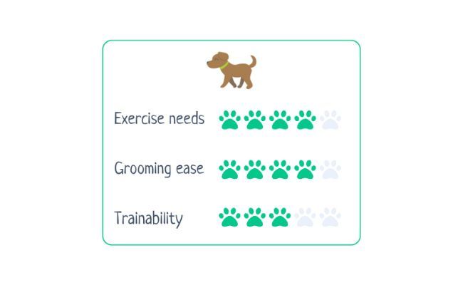 Sussex Spaniel  Exercise needs 4/5; Grooming ease 4/5; Trainability 3/5