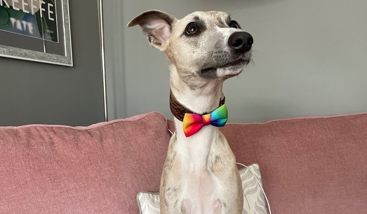 Doggy member Gus, the Whippet, wearing his rainbow coloured bow tie and sitting on the sofa waiting for a treat