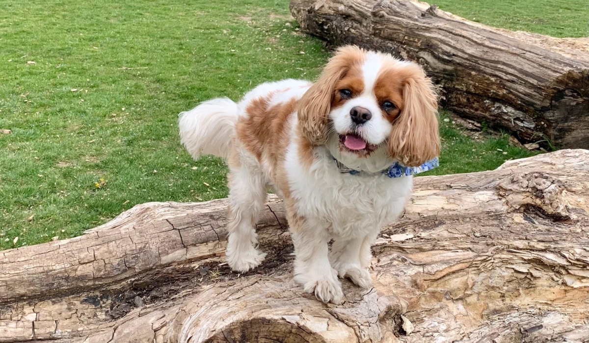 A fluffy, white and tan dog with floppy ears is standing on a large tree that has fallen to the ground in a grassy field. 