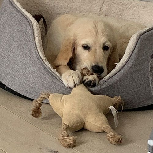 Cute Golden Retriever in their bed holding a soft toy