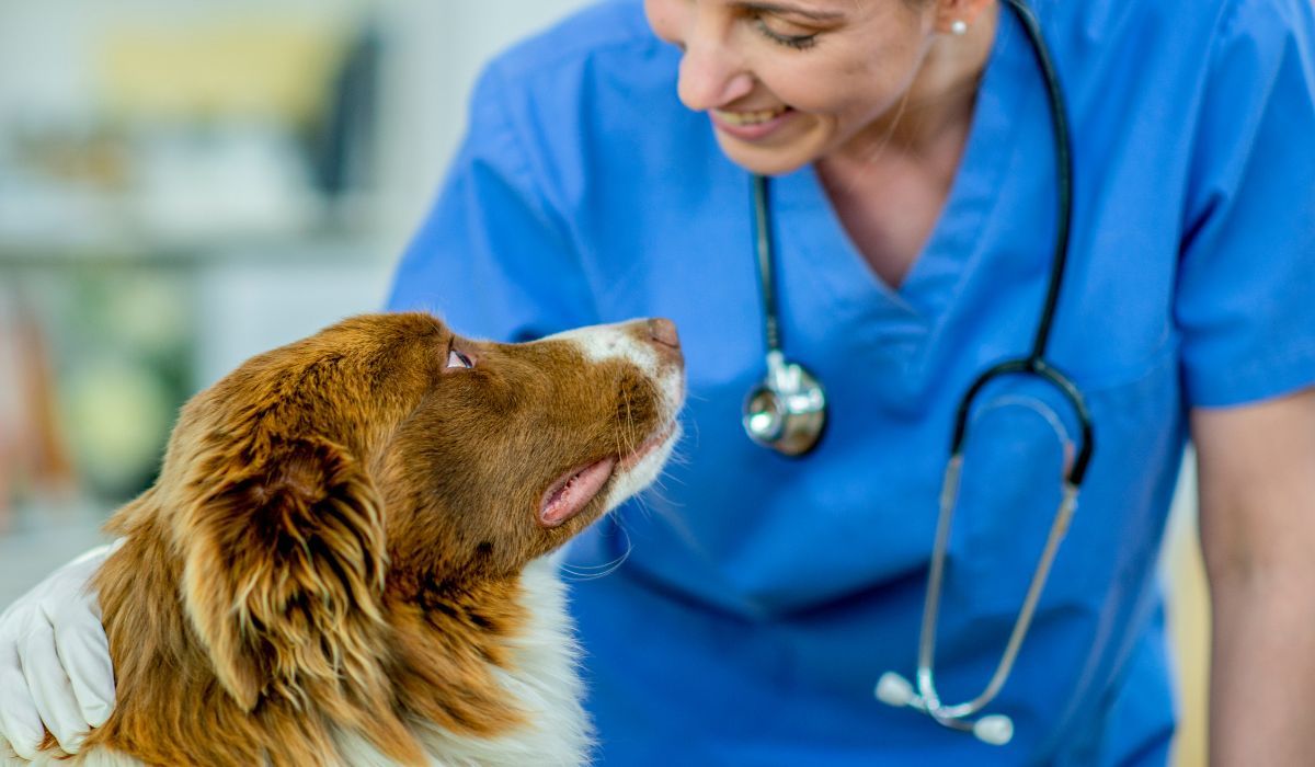 Local vets in Cumbria