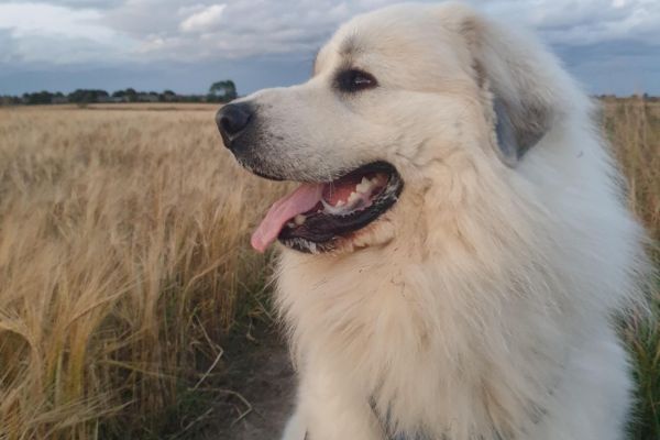 Perry, the Pyrenean mountain dog