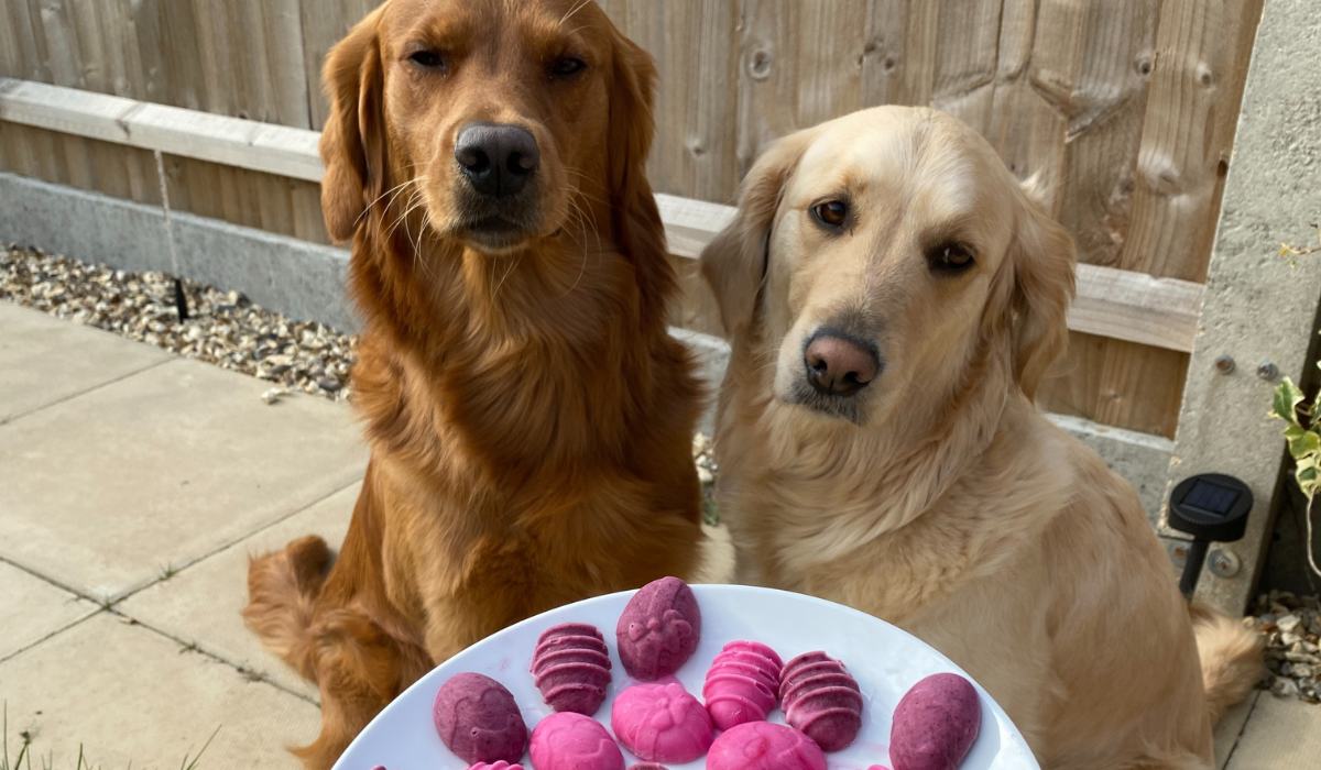 Two beautiful Golden Retrievers have eyes on the doggy Easter treats!