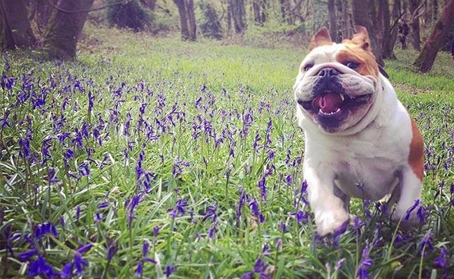 A stout, tan and white, short haired dog is running through bluebells in a wood